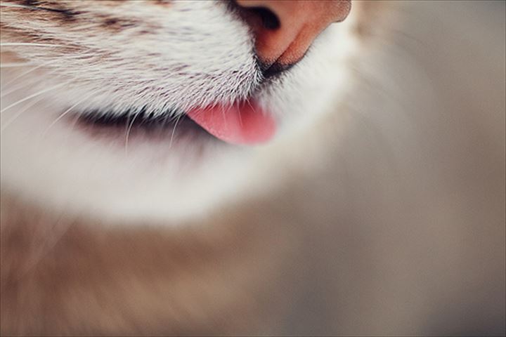 可愛い舌　猫48